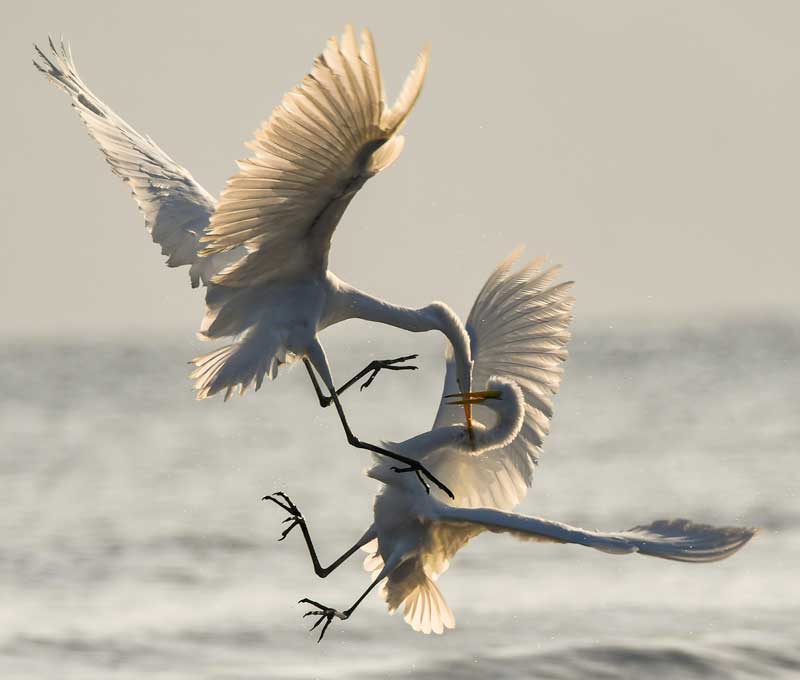 de grands oiseaux blancs se battant en plein vol pour symboliser le conflit